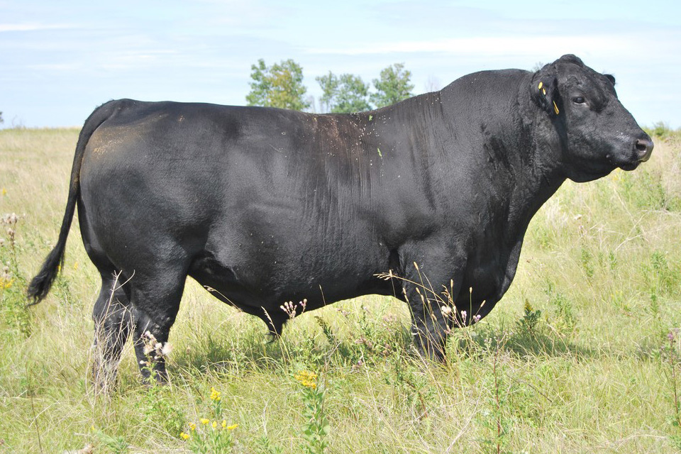 sire8