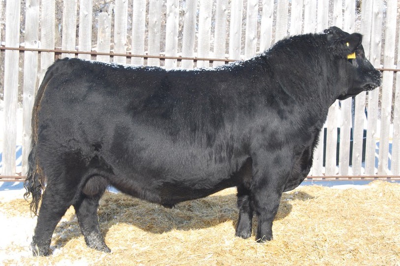 sire7